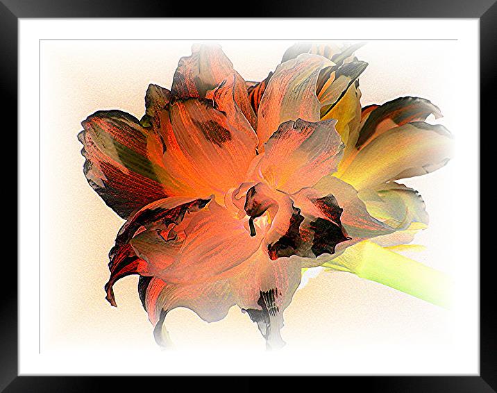 Tiger Amaryllis Framed Mounted Print by Heather Gale