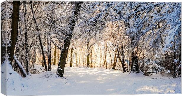  Sunlit forest of snow Canvas Print by Max Stevens