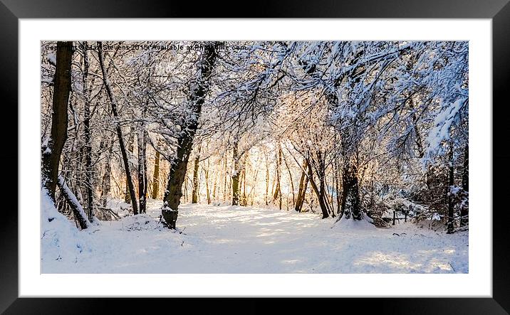  Sunlit forest of snow Framed Mounted Print by Max Stevens