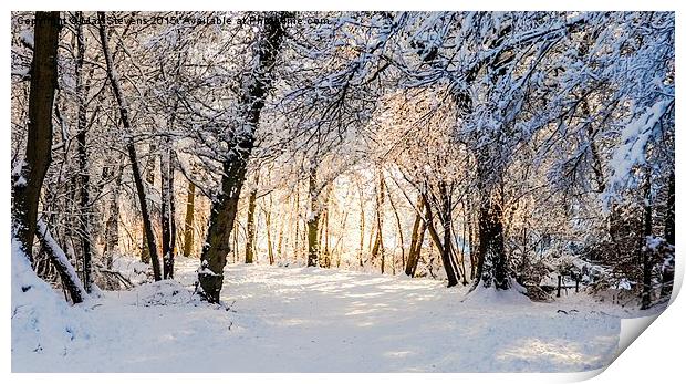  Sunlit forest of snow Print by Max Stevens