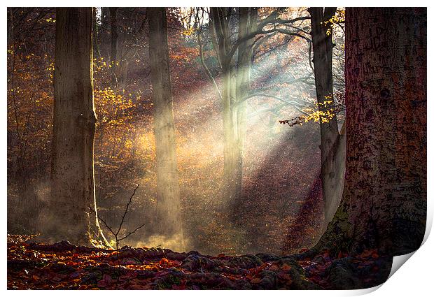 Autumn light at  Blaise Castle Estate, Bristol Print by Jeremy Fennell
