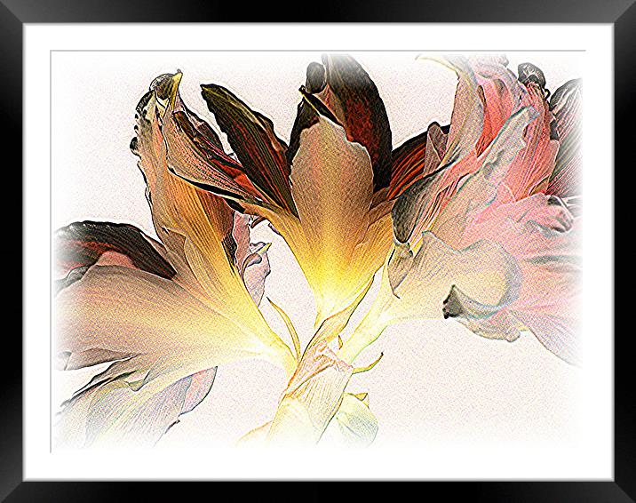 Feathered Amaryllis Framed Mounted Print by Heather Gale