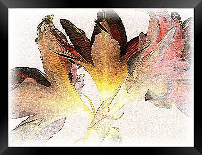 Feathered Amaryllis Framed Print by Heather Gale