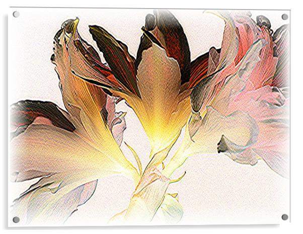 Feathered Amaryllis Acrylic by Heather Gale
