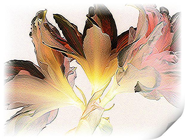 Feathered Amaryllis Print by Heather Gale