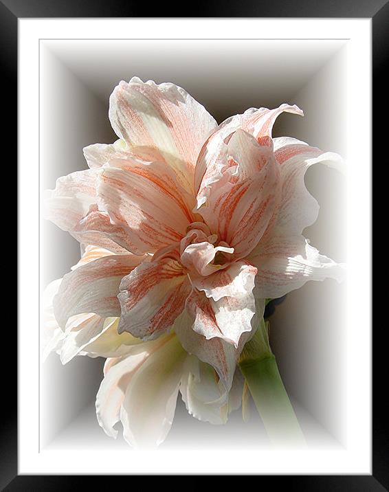 Amaryllis in soft frame Framed Mounted Print by Heather Gale