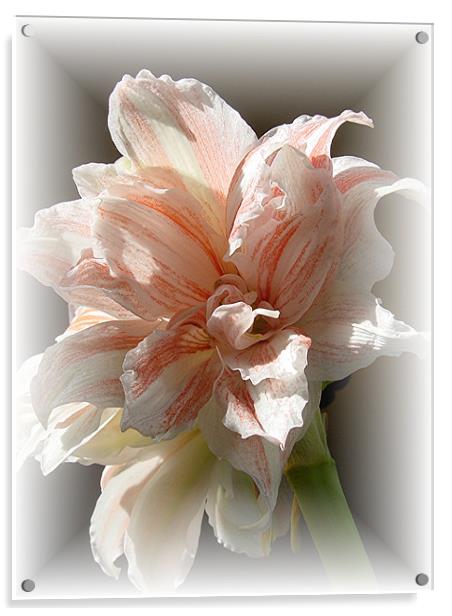 Amaryllis in soft frame Acrylic by Heather Gale