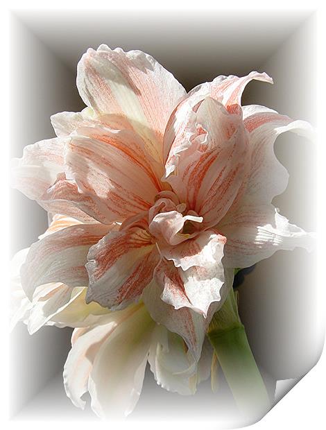 Amaryllis in soft frame Print by Heather Gale