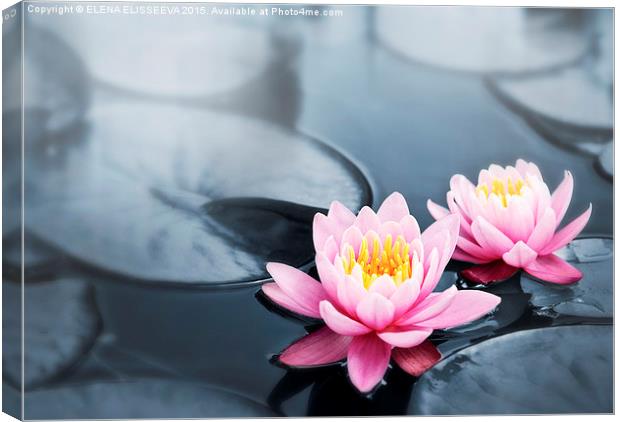 Lotus blossoms Canvas Print by ELENA ELISSEEVA