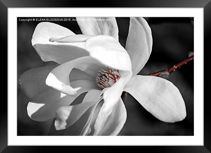 Magnolia flower Framed Mounted Print by ELENA ELISSEEVA