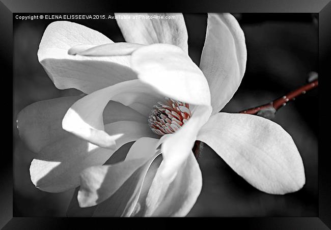 Magnolia flower Framed Print by ELENA ELISSEEVA