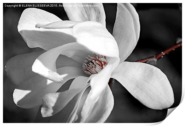 Magnolia flower Print by ELENA ELISSEEVA