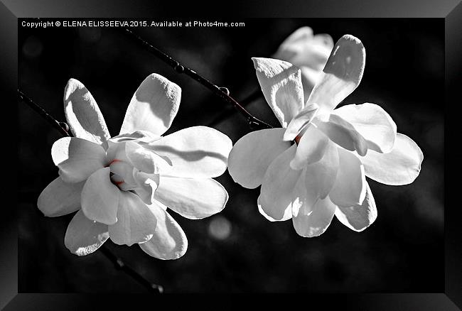 Magnolia flowers Framed Print by ELENA ELISSEEVA