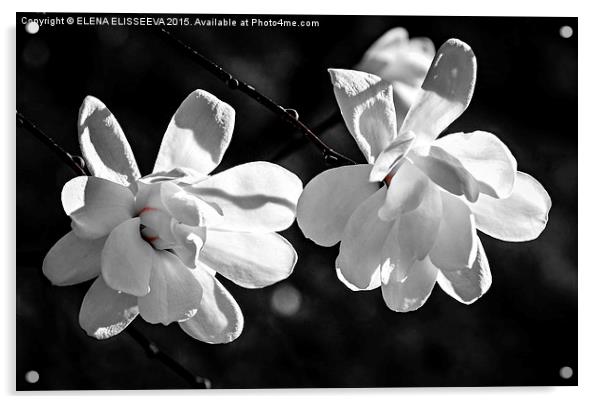 Magnolia flowers Acrylic by ELENA ELISSEEVA
