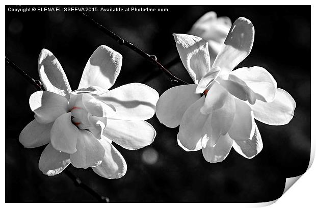 Magnolia flowers Print by ELENA ELISSEEVA