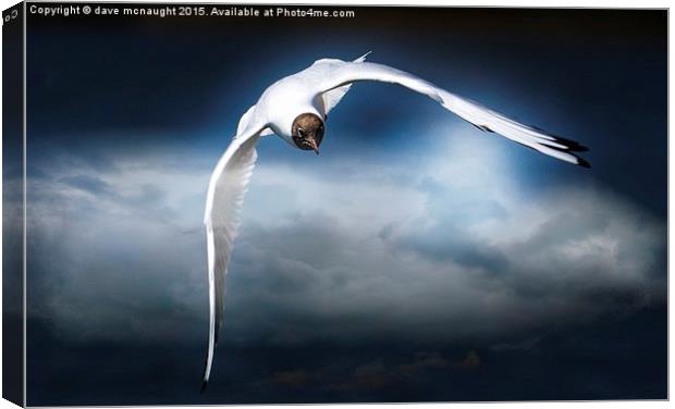 Flight of the Gull Canvas Print by dave mcnaught