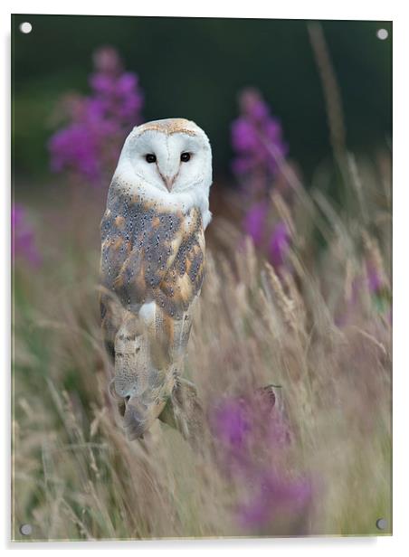  Rosebay Barn Owl Acrylic by Mike Hudson