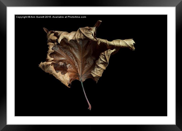  Autumn Leaf Framed Mounted Print by Ann Garrett