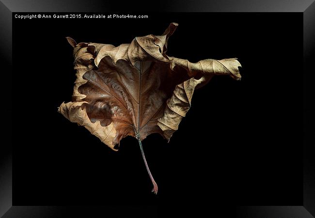  Autumn Leaf Framed Print by Ann Garrett