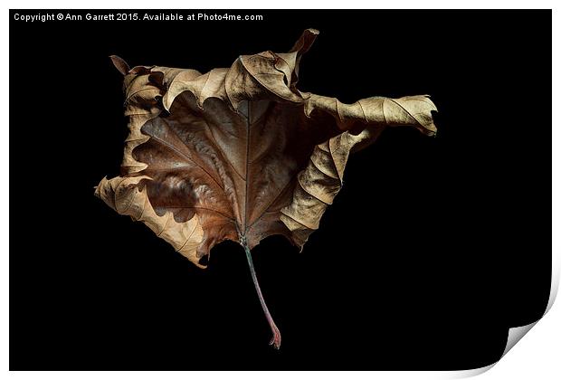  Autumn Leaf Print by Ann Garrett