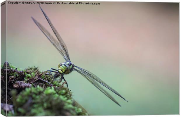  Norfolk Dragonfly Canvas Print by Gypsyofthesky Photography