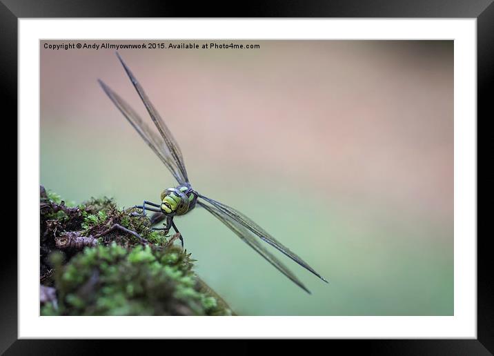  Norfolk Dragonfly Framed Mounted Print by Gypsyofthesky Photography