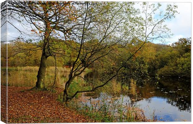  Epping Forest Canvas Print by Diana Mower