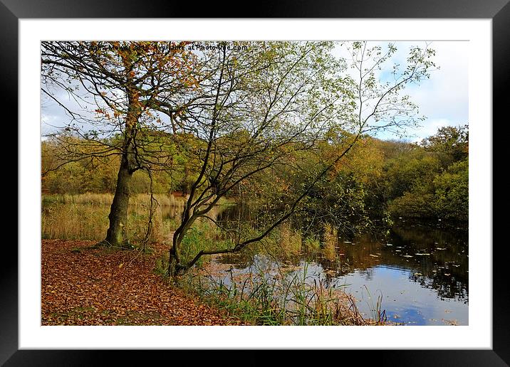  Epping Forest Framed Mounted Print by Diana Mower