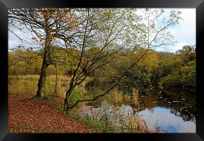  Epping Forest Framed Print by Diana Mower