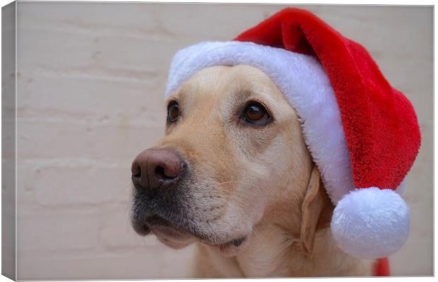 Labrador waiting for Father Christmas  Canvas Print by Sue Bottomley