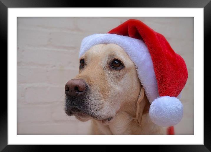 Labrador waiting for Father Christmas  Framed Mounted Print by Sue Bottomley