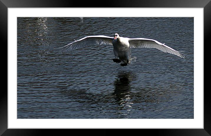 Swans final approach Framed Mounted Print by Chris Day
