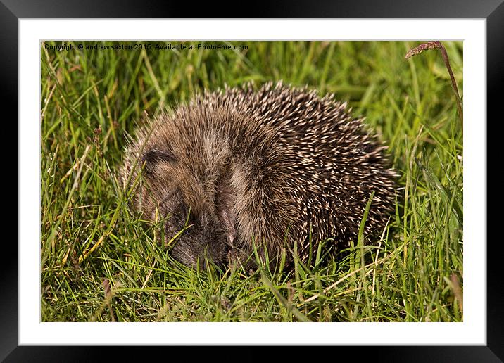  SLEEPING Framed Mounted Print by andrew saxton