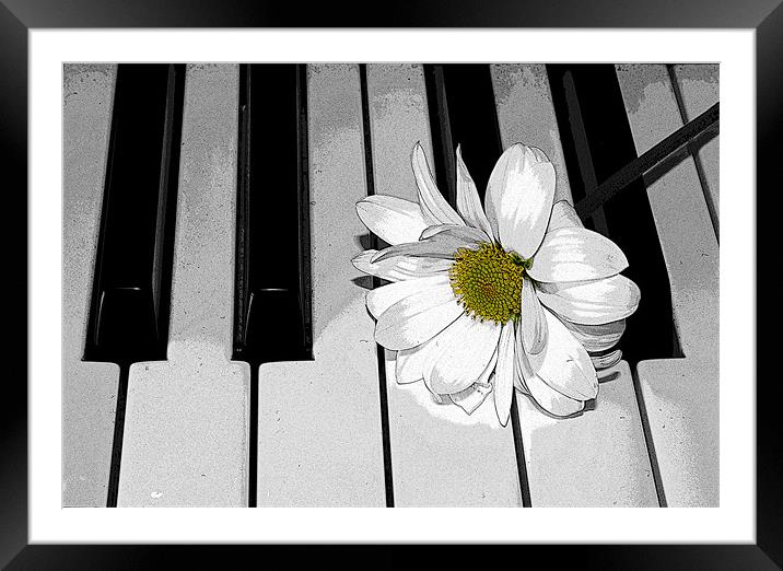 Daisy on a Piano 2 Framed Mounted Print by Gavin Liddle