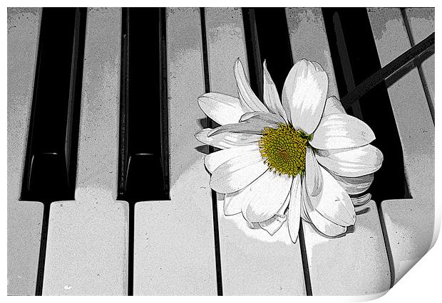 Daisy on a Piano 2 Print by Gavin Liddle