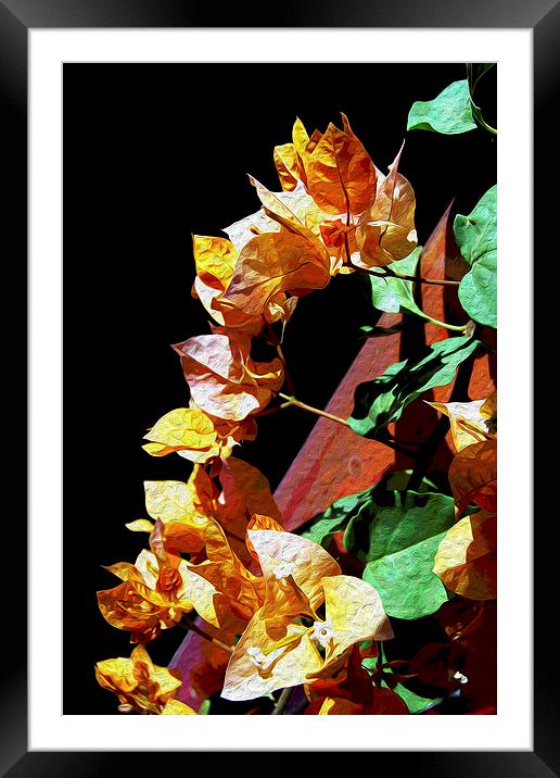 Oil Painted Bougainvillea  Framed Mounted Print by james balzano, jr.