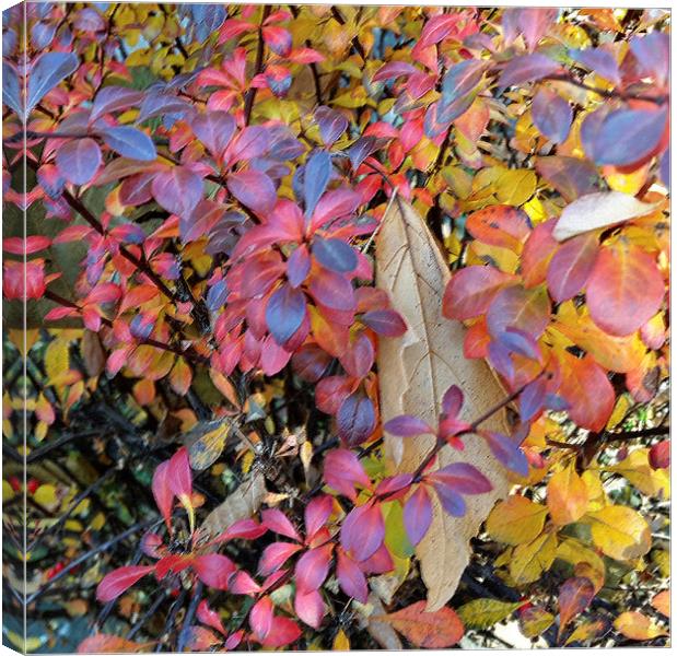  colorful autumn Canvas Print by Marinela Feier
