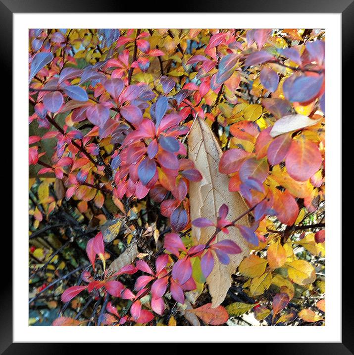  colorful autumn Framed Mounted Print by Marinela Feier