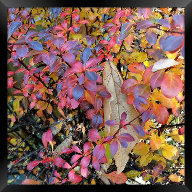  colorful autumn Framed Print by Marinela Feier