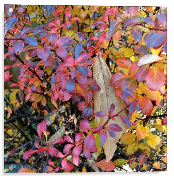  colorful autumn Acrylic by Marinela Feier