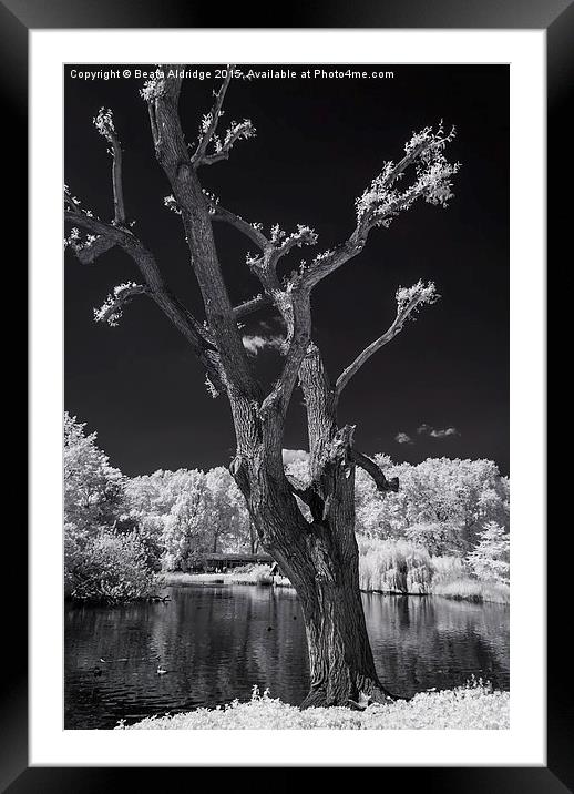  Lonely tree Framed Mounted Print by Beata Aldridge