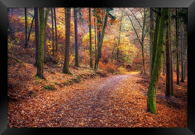 Path Through the Colorful  Autumn Framed Print by Jenny Rainbow