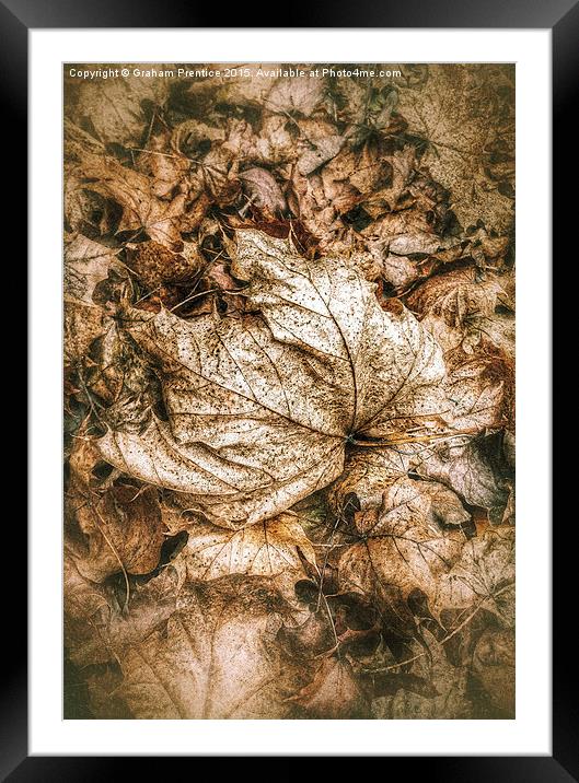 Fallen Sycamore Leaf Framed Mounted Print by Graham Prentice