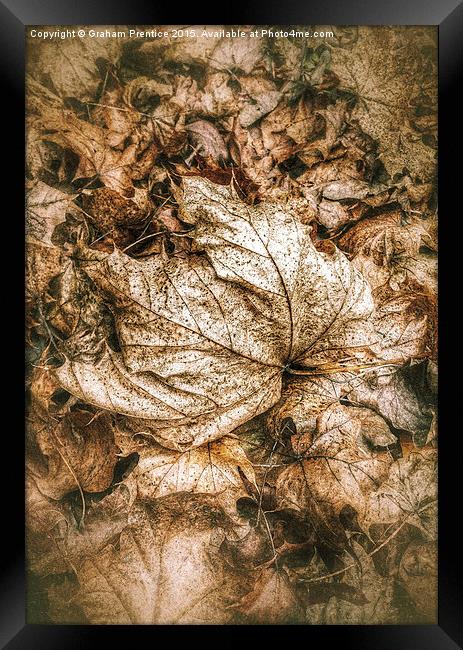Fallen Sycamore Leaf Framed Print by Graham Prentice