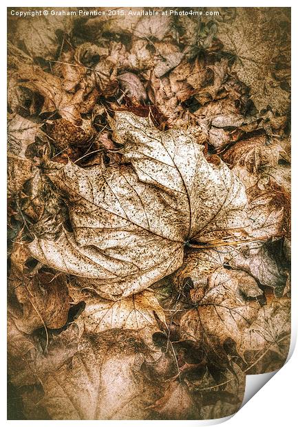 Fallen Sycamore Leaf Print by Graham Prentice
