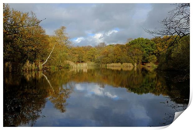 Epping Forest Lake  Print by Diana Mower