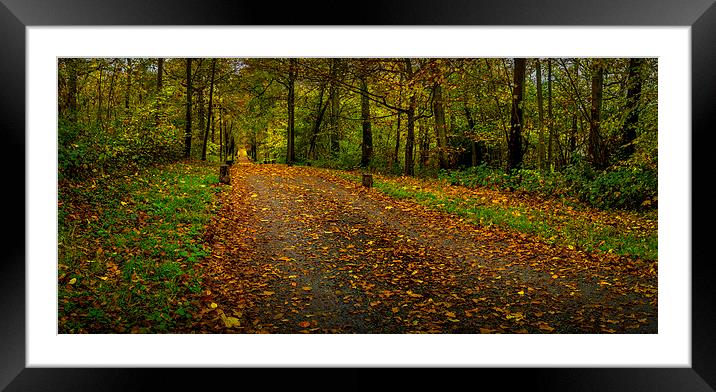  Autumn road Framed Mounted Print by Gary Schulze