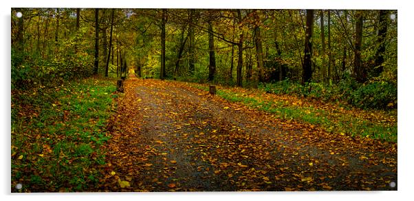  Autumn road Acrylic by Gary Schulze