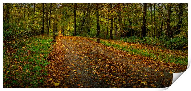  Autumn road Print by Gary Schulze
