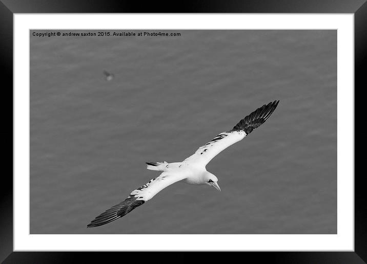  FLYING AROUND Framed Mounted Print by andrew saxton